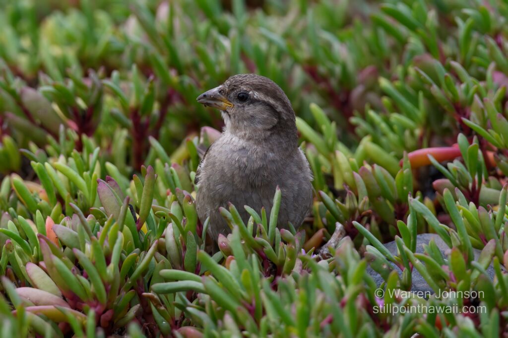 House Sparrow (Passer domesticus)