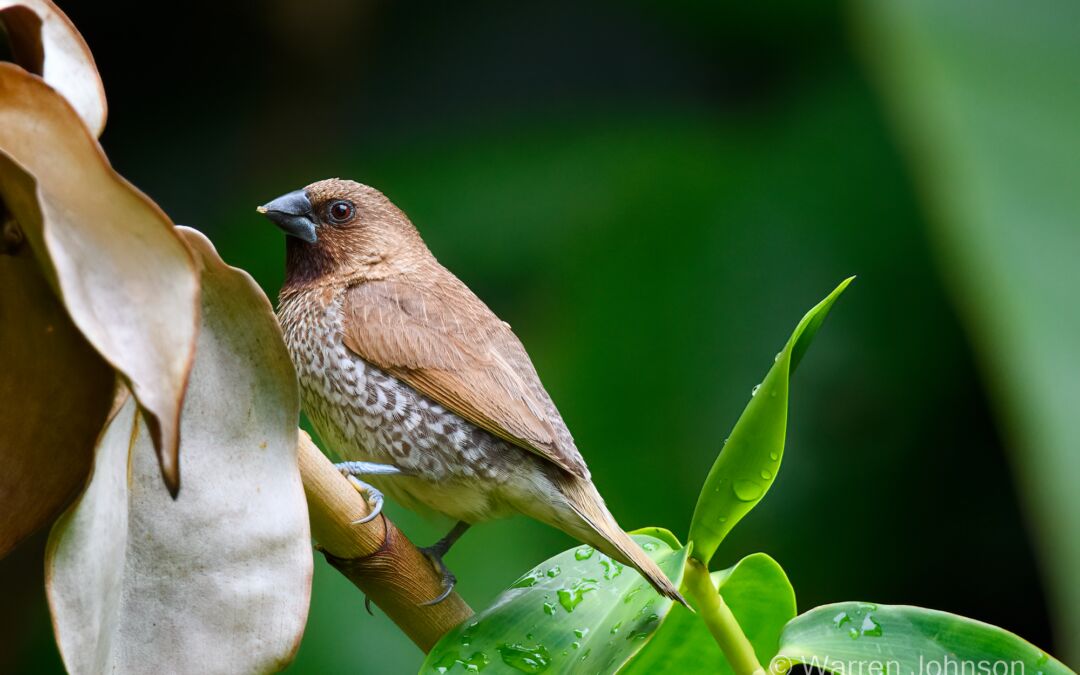 Scaly-breasted Munia (Lonchura punctulata)