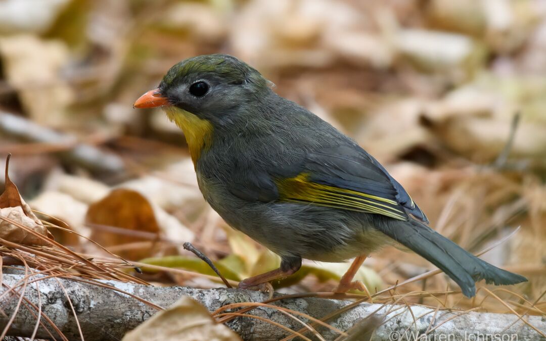 Red-billed Leiothrix (Leiothrix lutea)