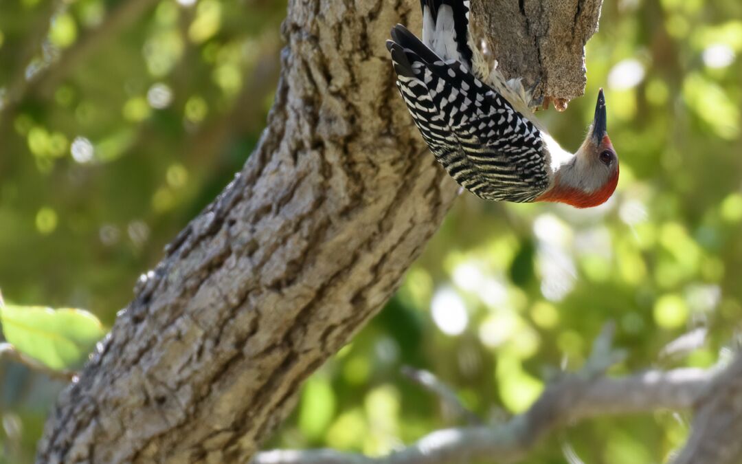Red-bellied Woodpecker