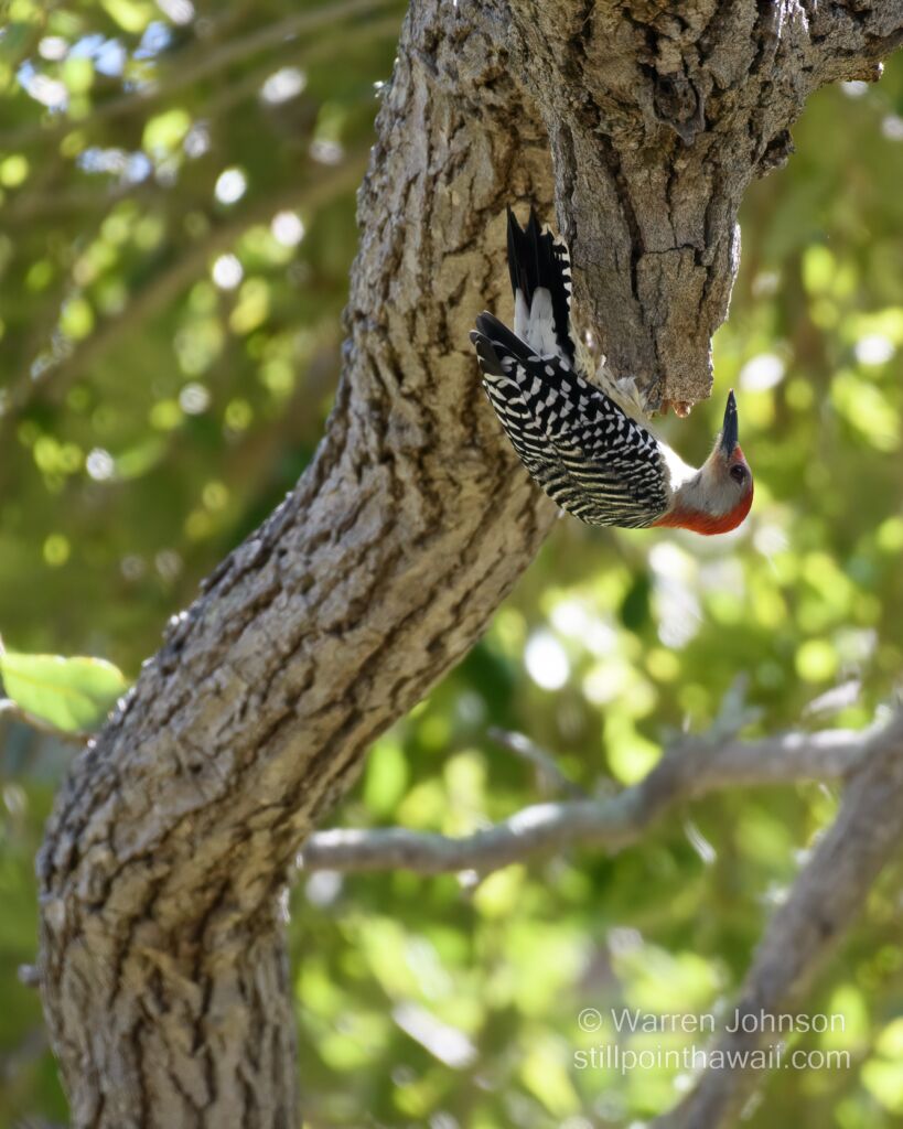 Red-bellied Woodpecker