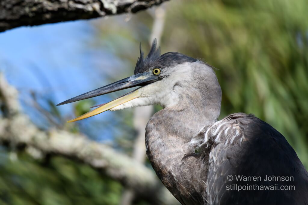 Great Blue Heron