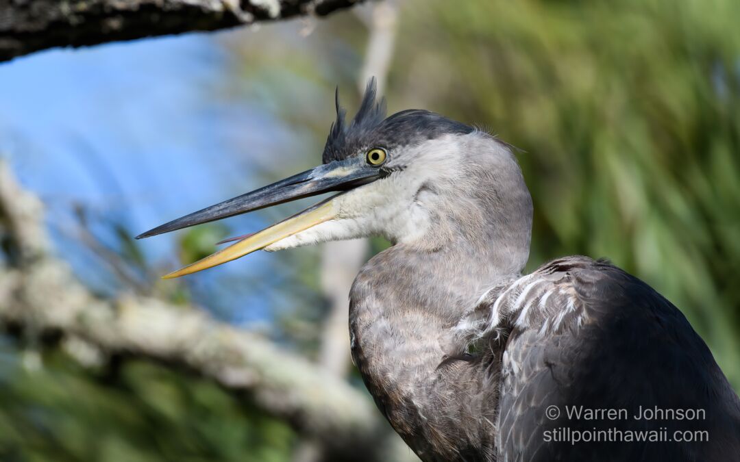 Great Blue Heron