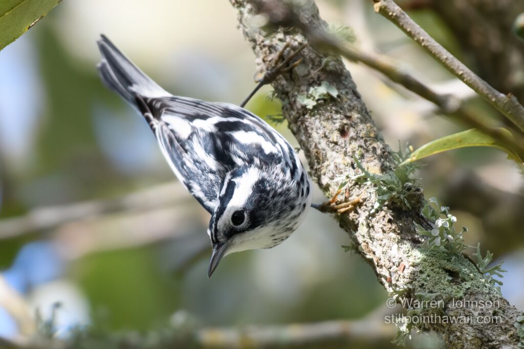 Black-and-white Warbler