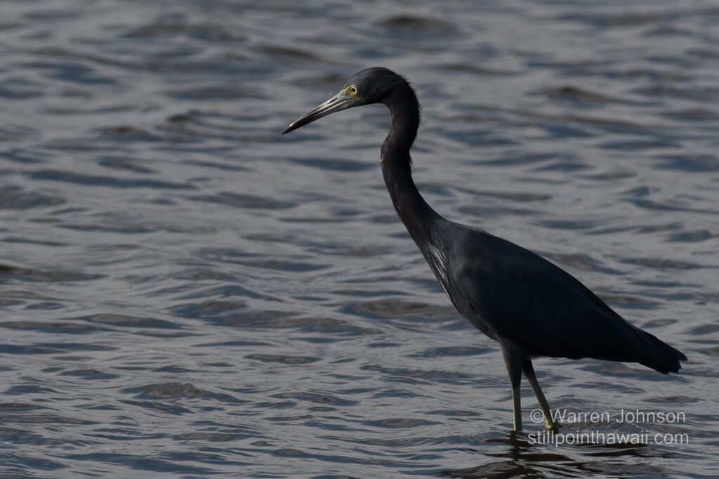 Little Blue Heron