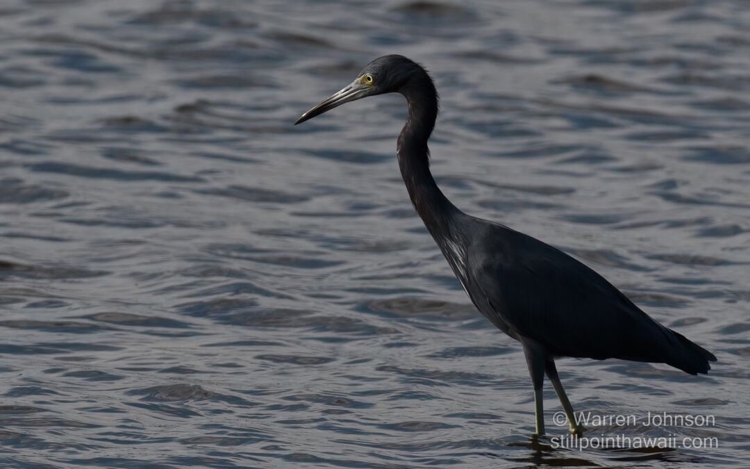Little Blue Heron