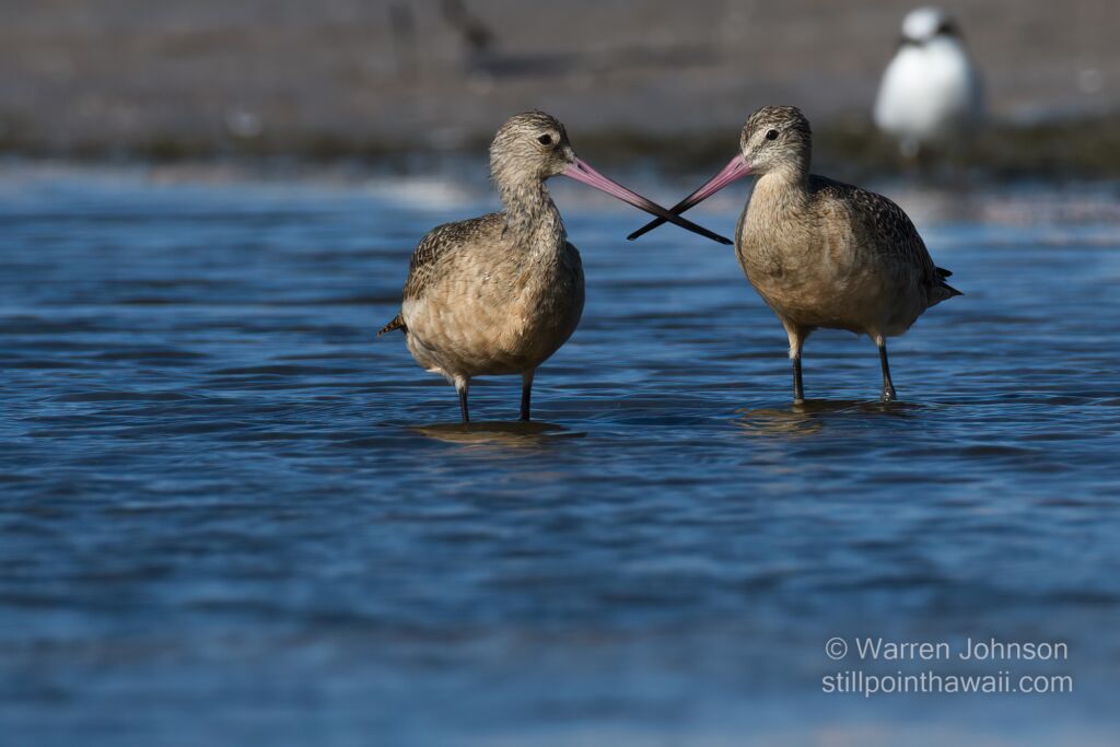 Marbled Godwits