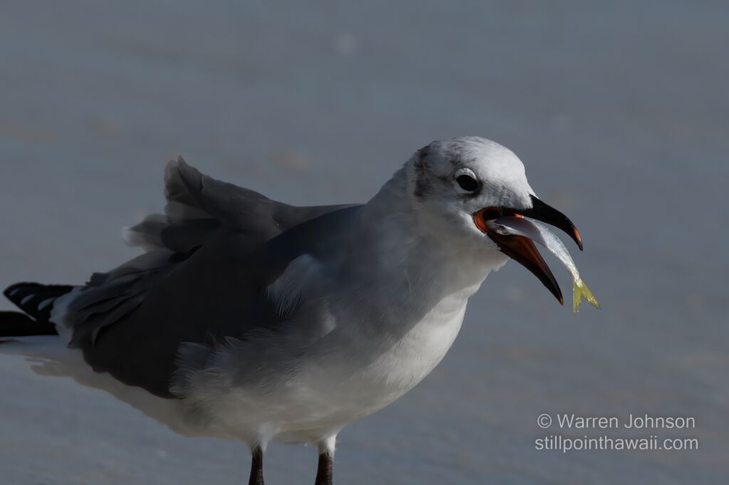 Laughing Gull