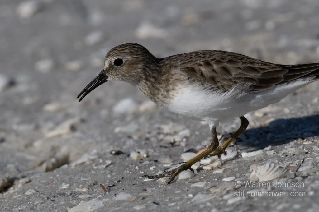 Least Sandpiper