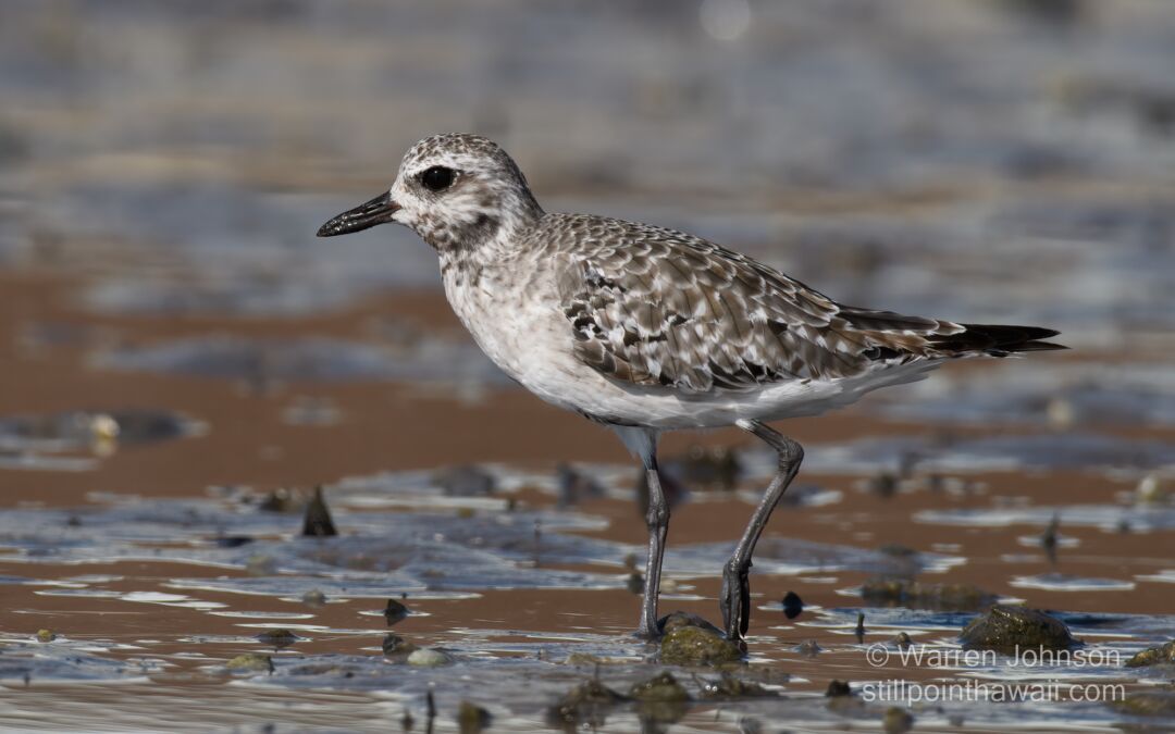 Black-bellied Plover