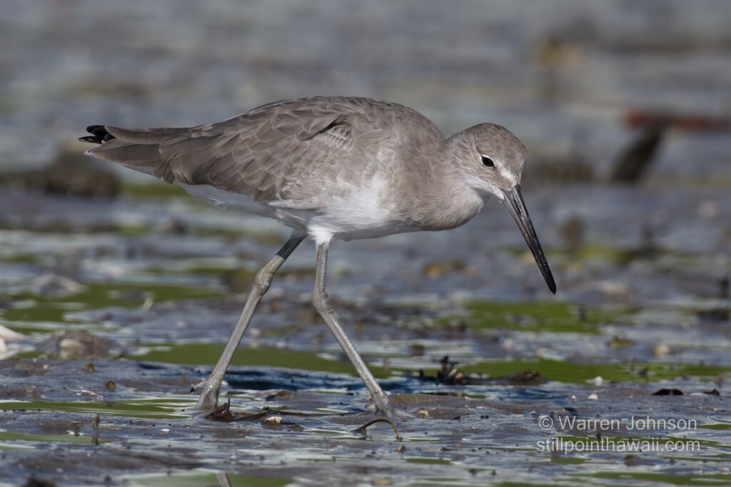 Willet