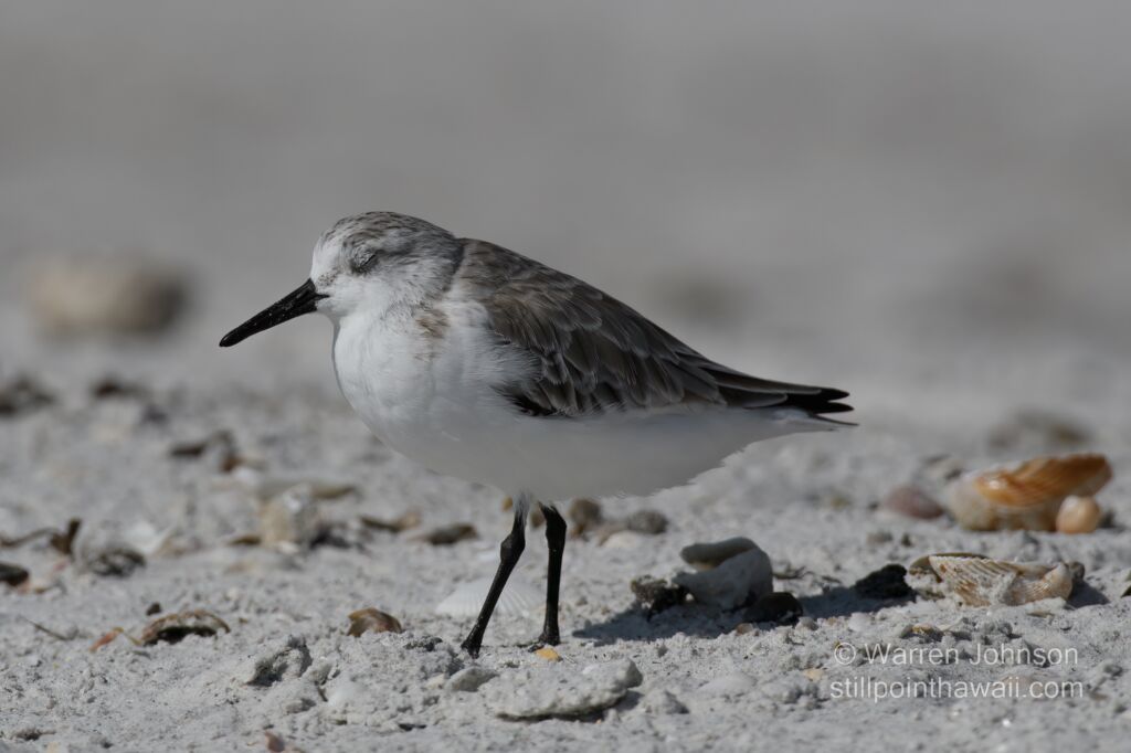 Sanderling