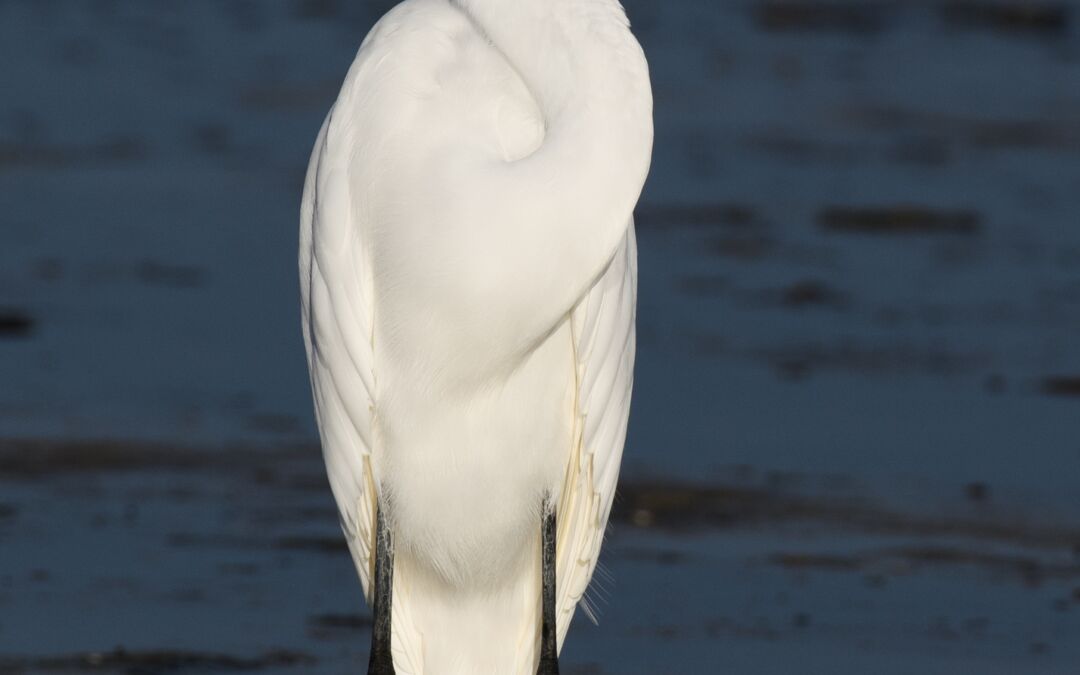 Great Egret