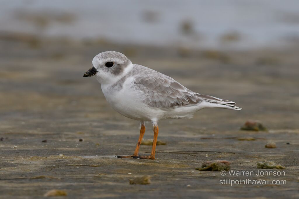 Piping Plover