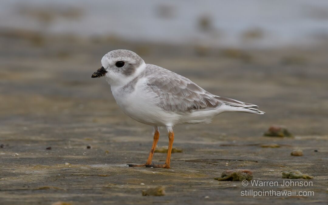 Piping Plover