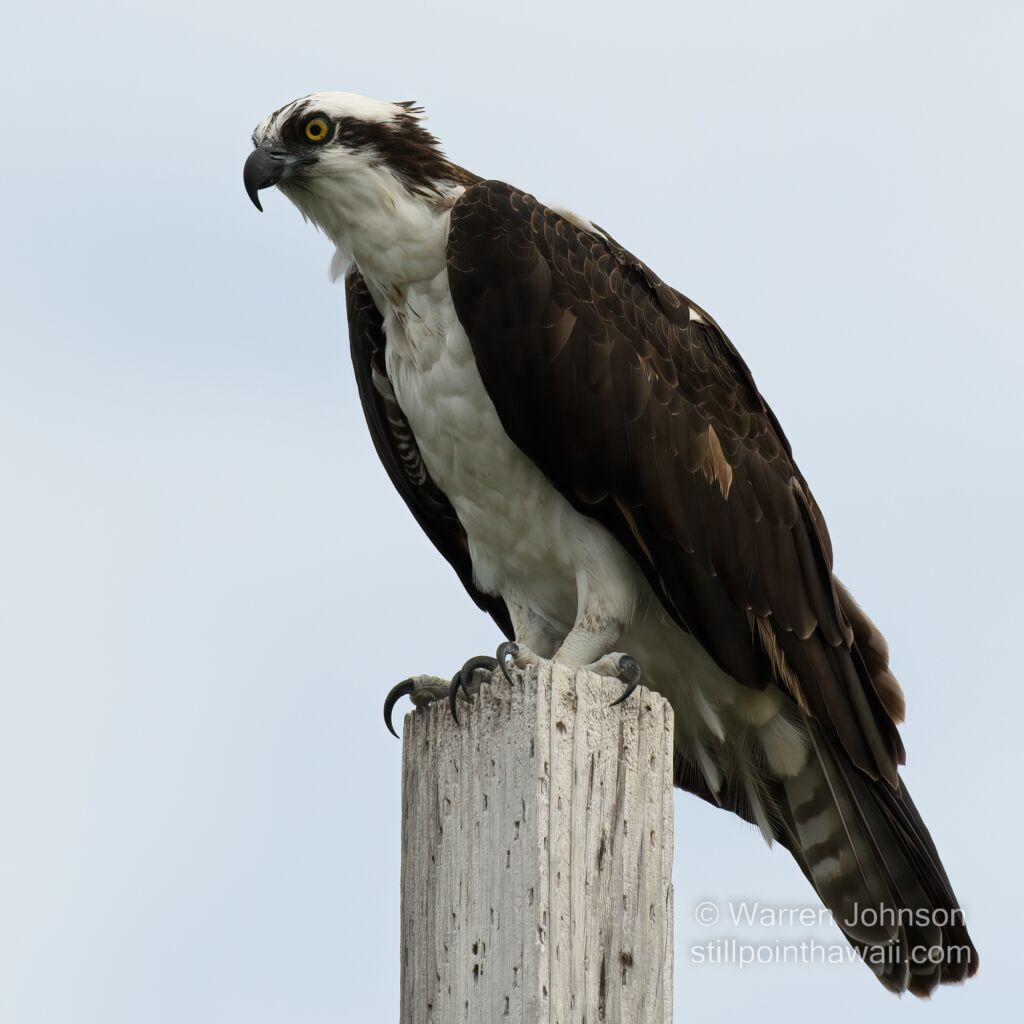 Osprey