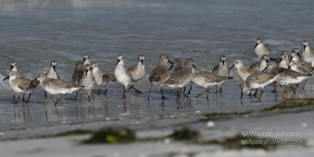 Red Knots