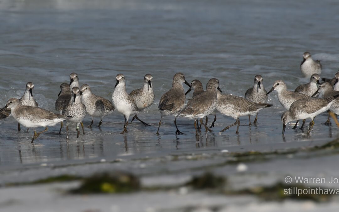 Red Knots