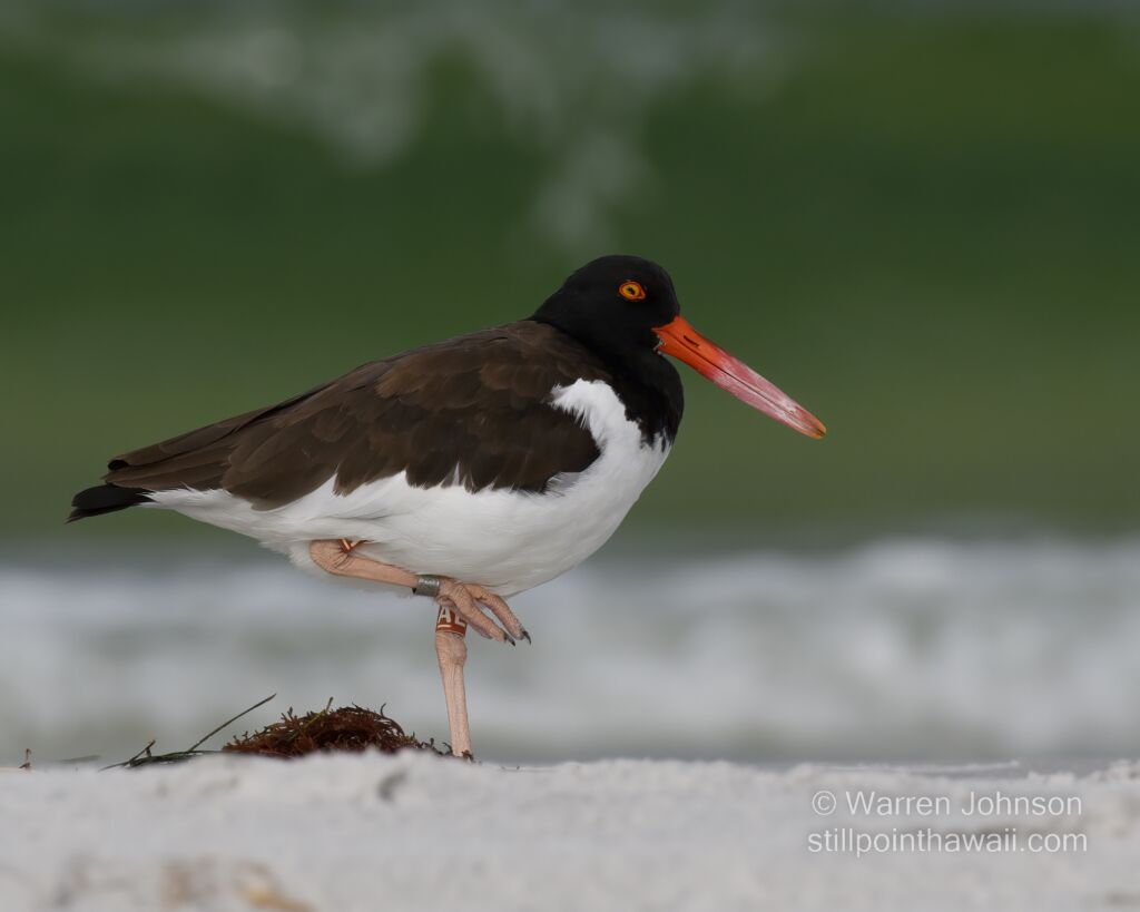 American Oystercatcher