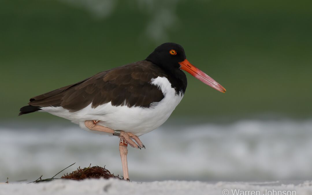 American Oystercatcher