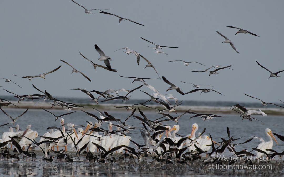 Mixed Species with American White Pelicans