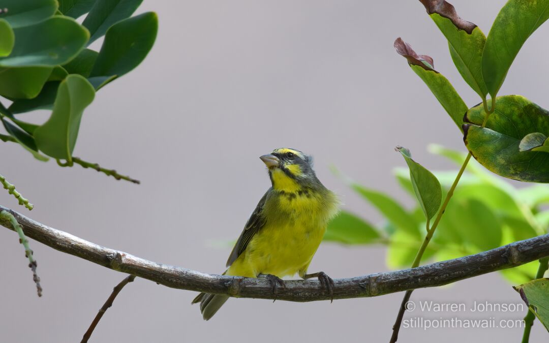 Yellow-fronted Canary (Serinus mozambicus)