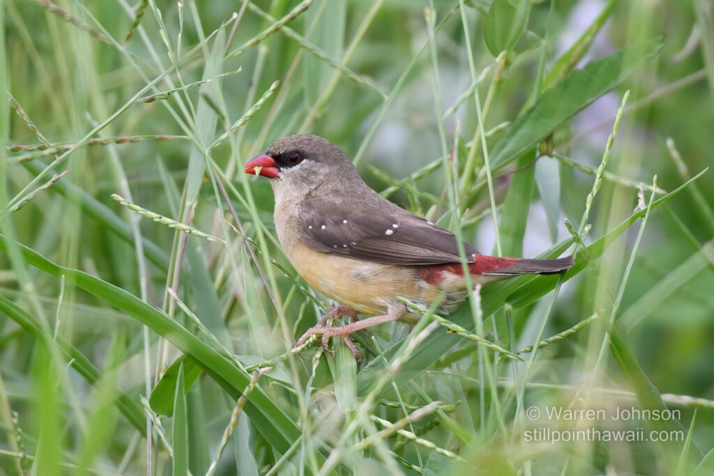 Red Avadavat (Amandava amandava)