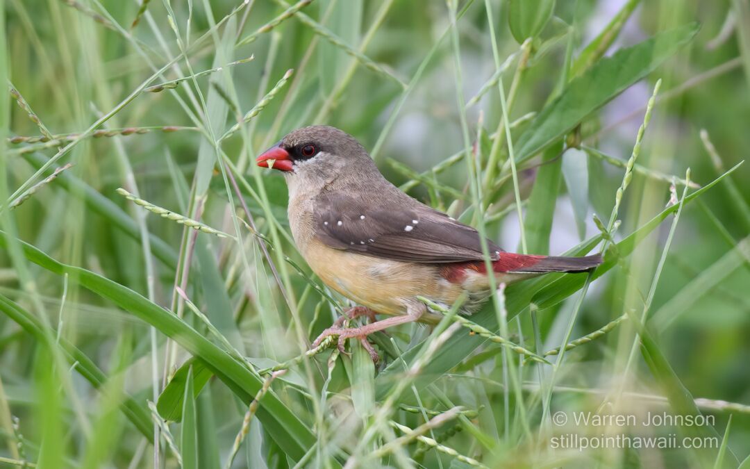 Red Avadavat (Amandava amandava)