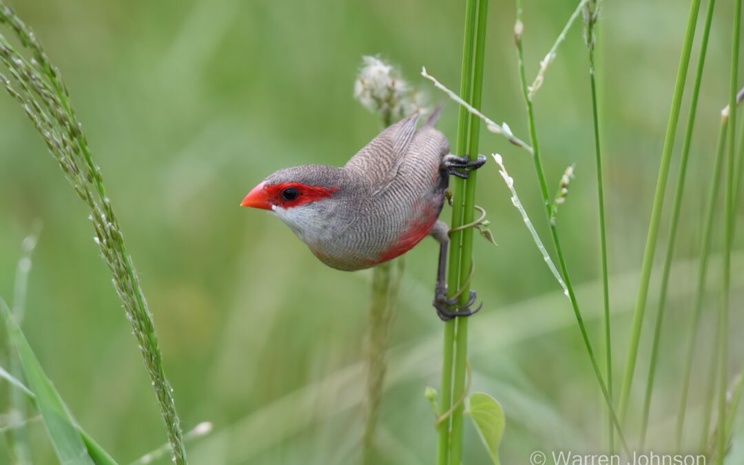 Common Waxbill (Estrilda astrild)