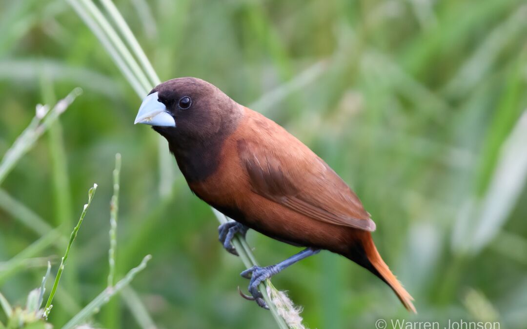 Chestnut Munia (Lonchura atricapilla)