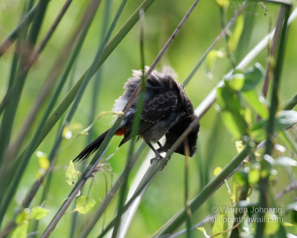 Red-vented Bulbul (Pycnonotus cafer)