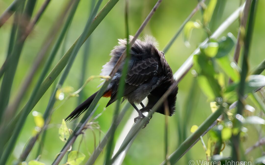 Red-vented Bulbul (Pycnonotus cafer)