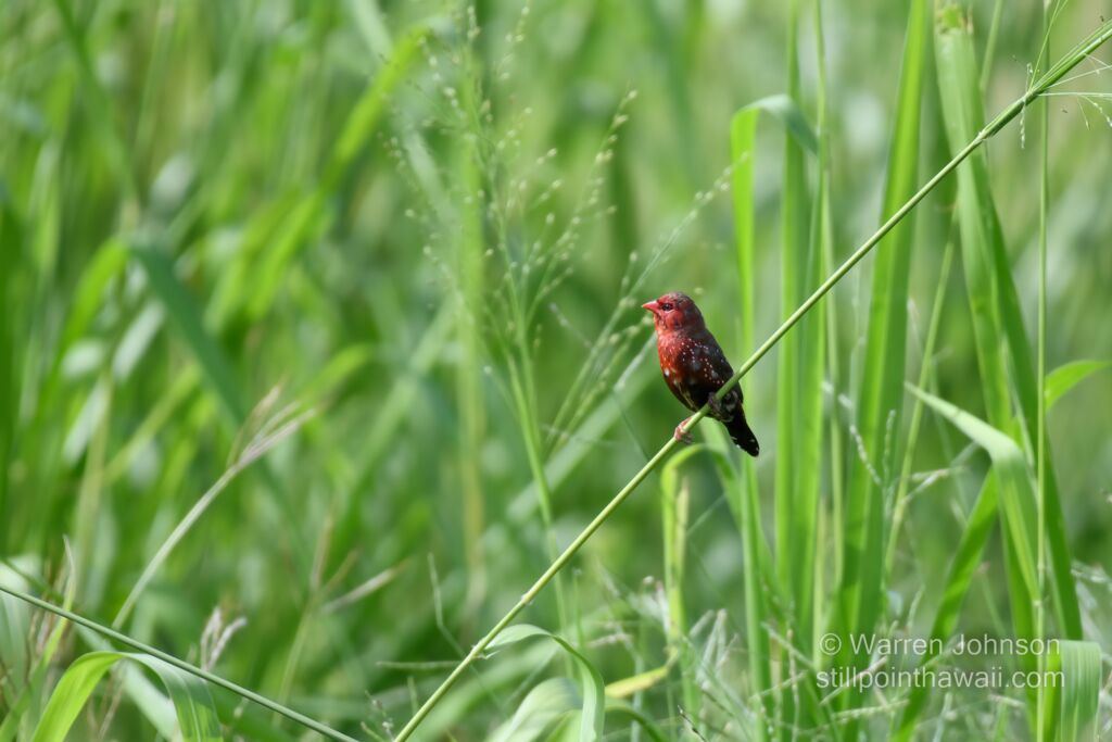 Red Avadavat (Amandava amandava)