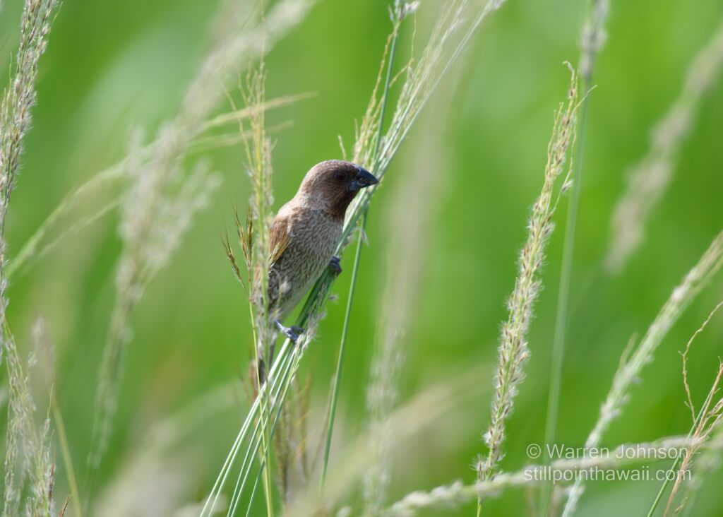 Scaly-breasted Munia (Lonchura punctulata)