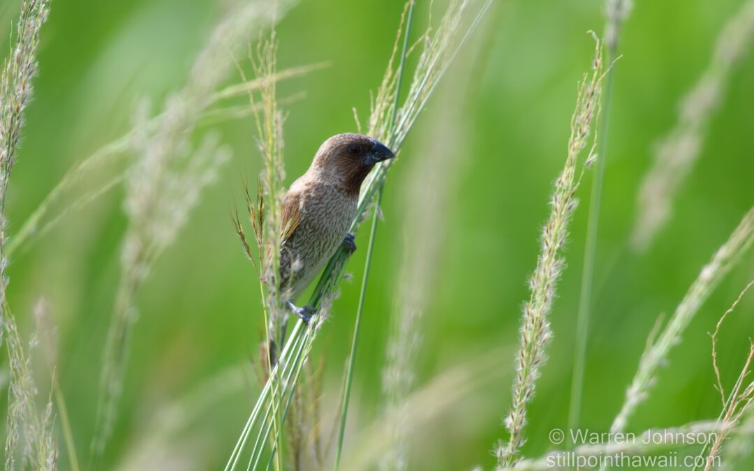 Scaly-breasted Munia (Lonchura punctulata)