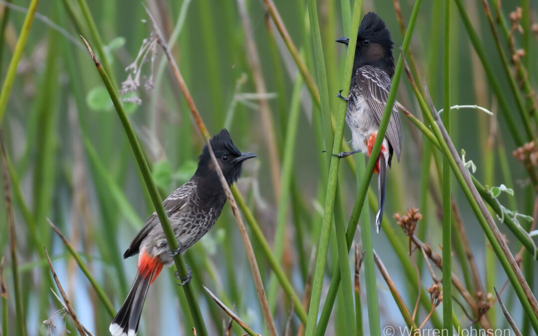 Red-vented Bulbul (Pycnonotus cafer)