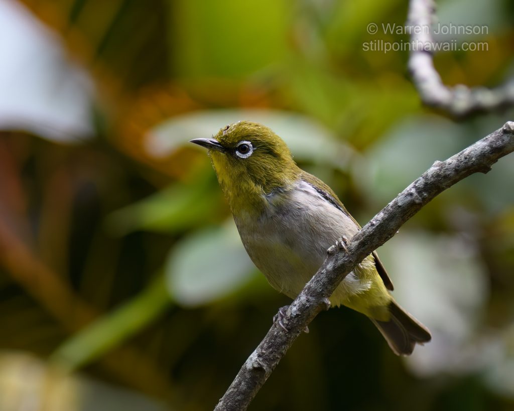 Warbling White-eye (Zosterops japonicus)