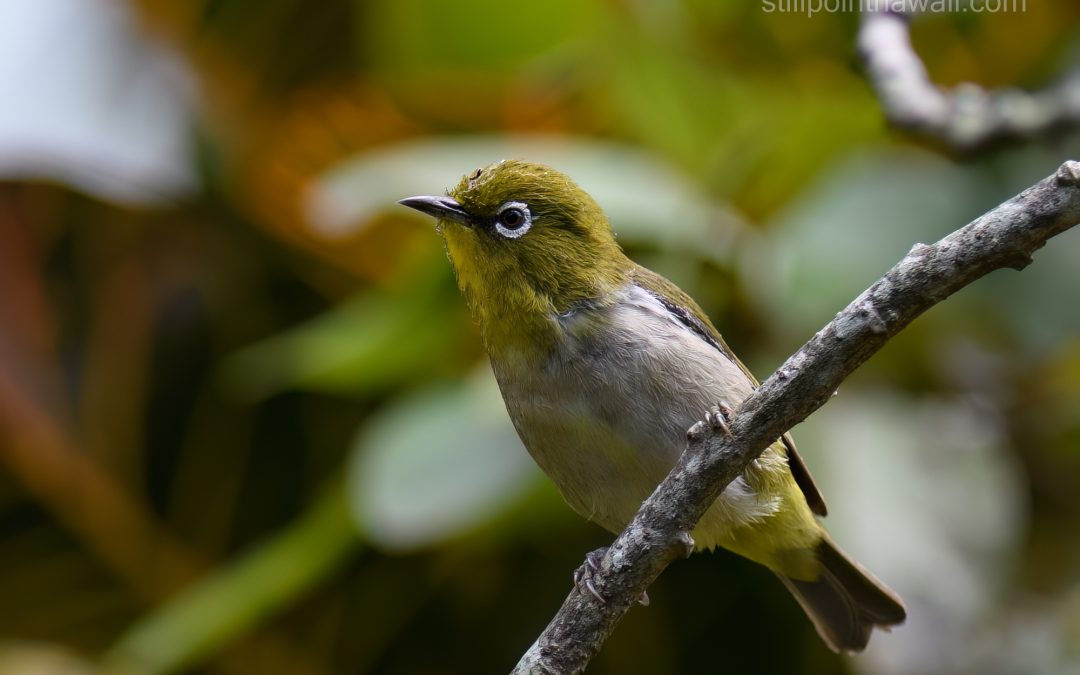 Warbling White-eye (Zosterops japonicus)