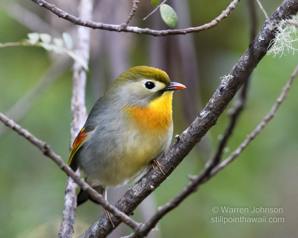 Red-billed Leiothrix (Leiothrix lutea)