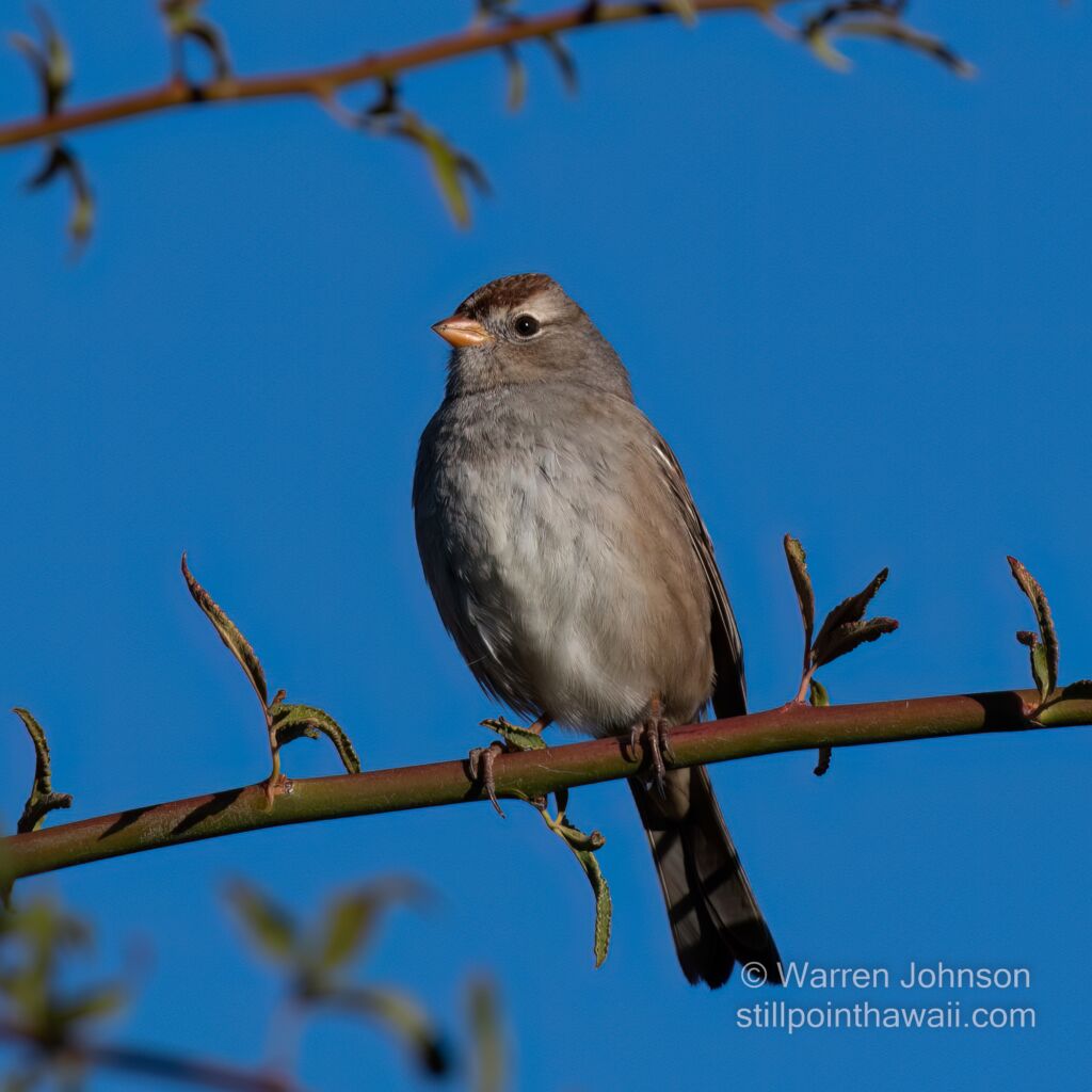 White-crowned Sparrow (Zonotrichia leucophrys)