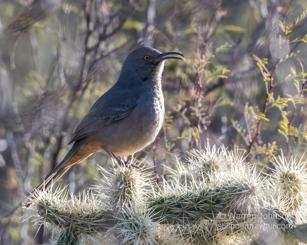 Curve-billed Thrasher (Toxostoma curvirostre)