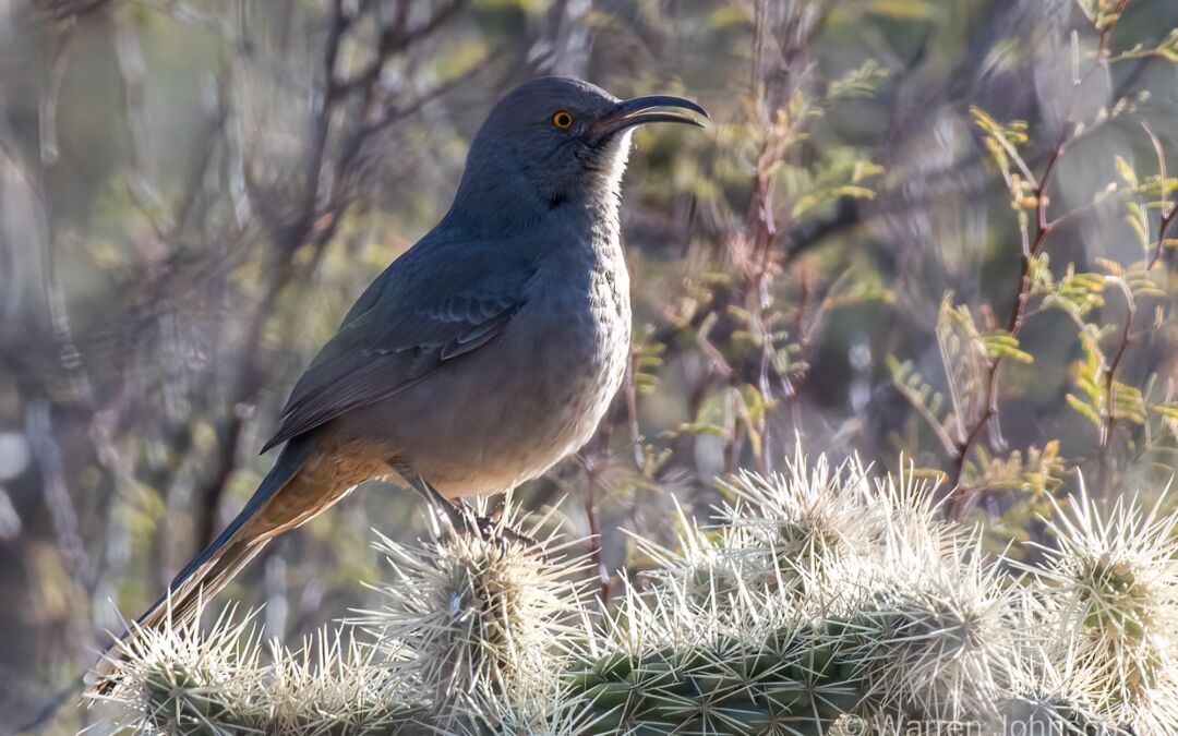 Curve-billed Thrasher (Toxostoma curvirostre)