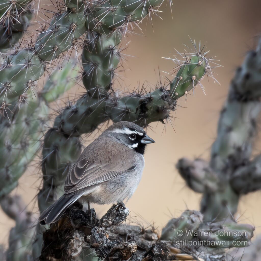 Black-throated Sparrow (Amphispiza bilineata)