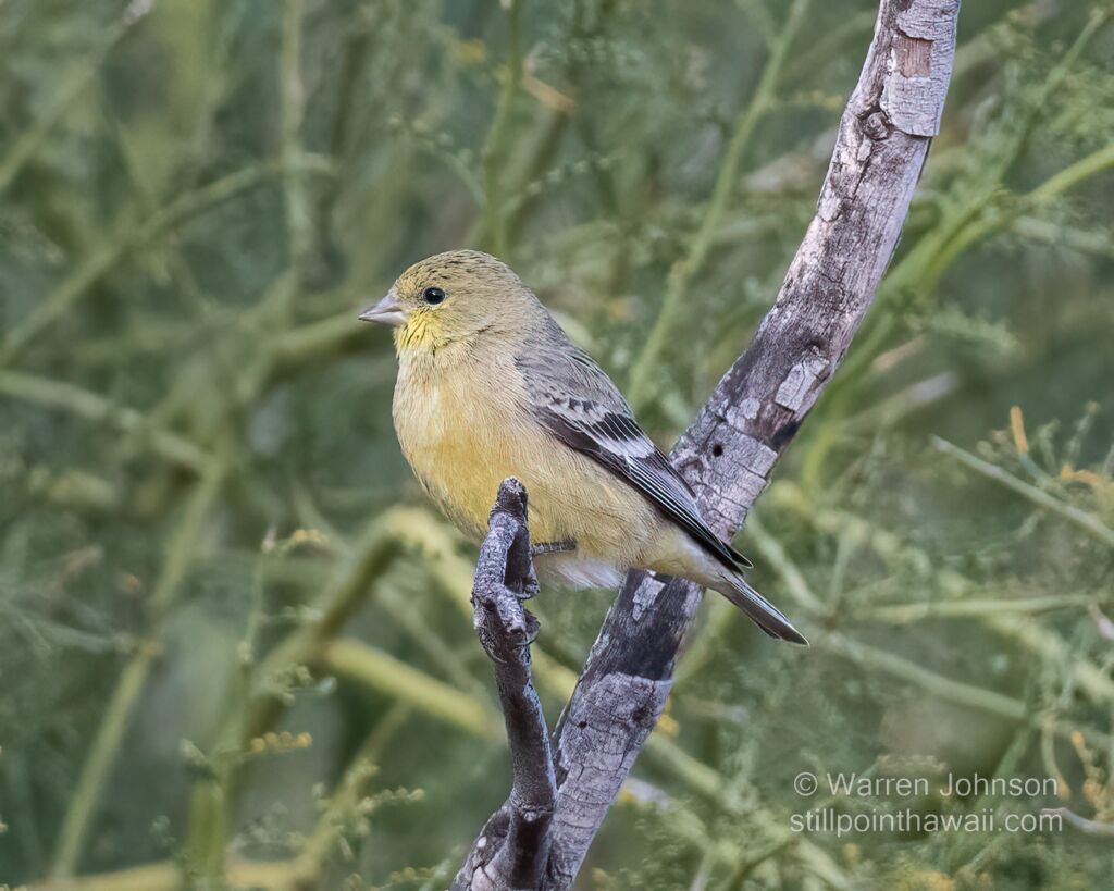 Lesser Goldfinch (Spinus psaltria)