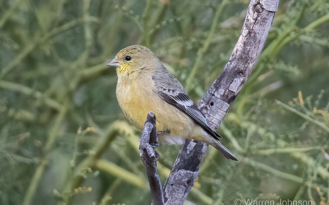 Lesser Goldfinch (Spinus psaltria)