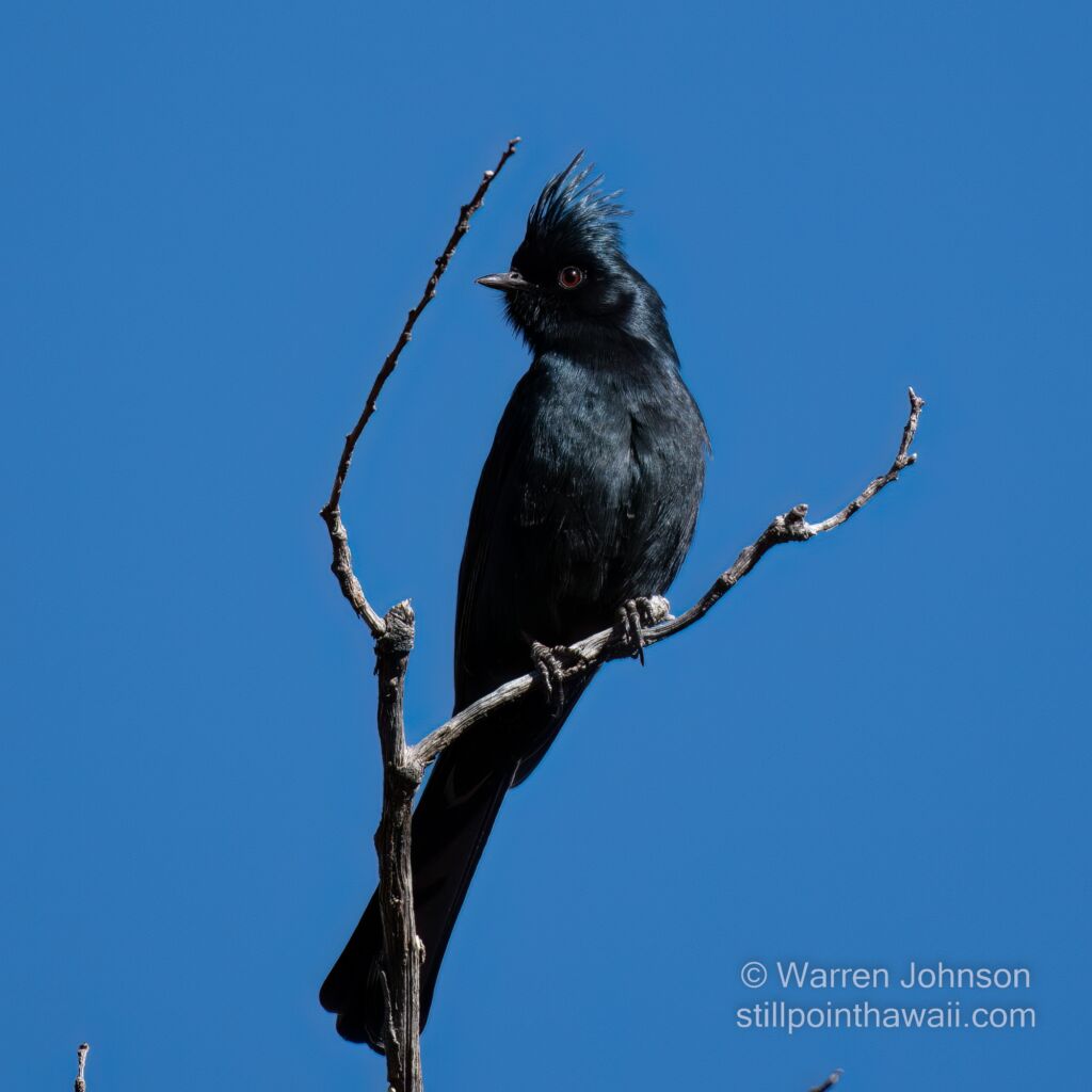 Male Phainopepla (Phainopepla nitens)