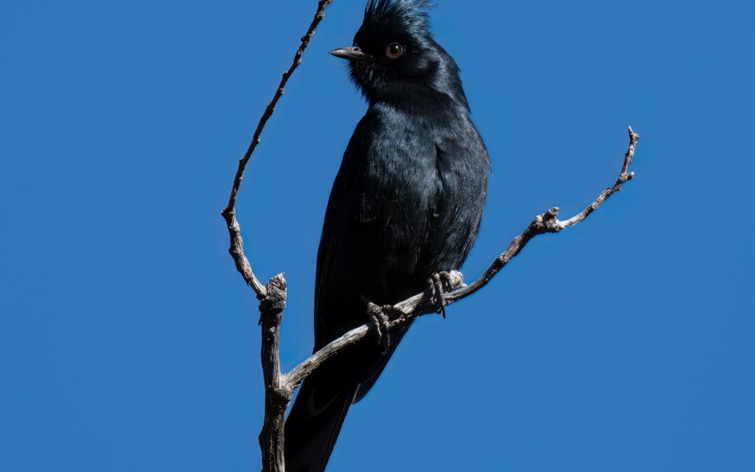 Male Phainopepla (Phainopepla nitens)