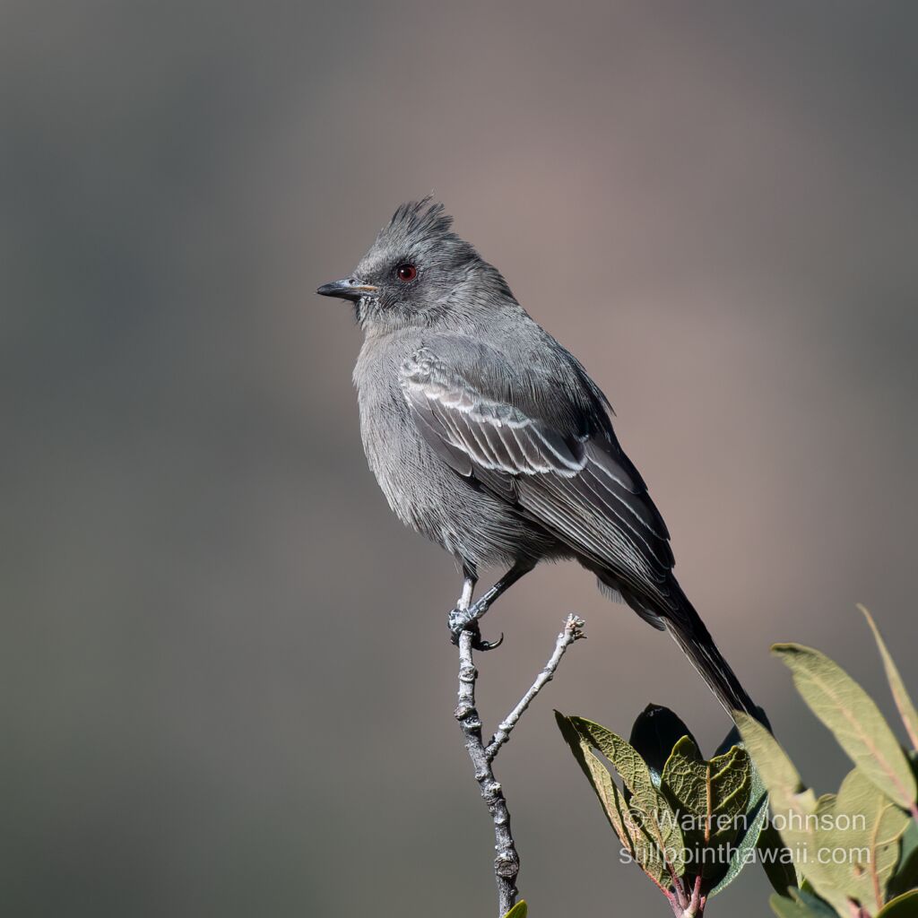 Female Phainopepla (Phainopepla nitens)
