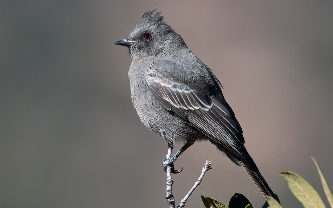 Female Phainopepla (Phainopepla nitens)