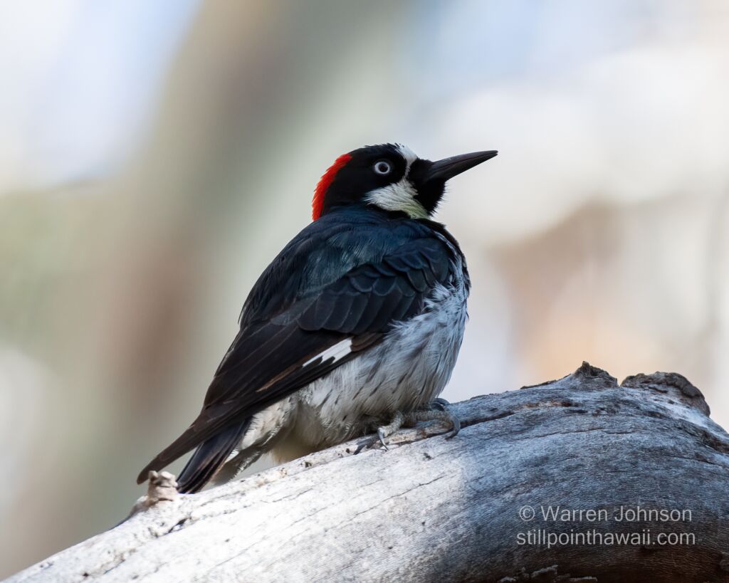 Female Acorn Woodpecker (Melanerpes formicivorus)